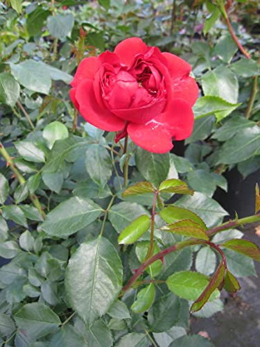 Märchenrose Out of Rosenheim - Beetrose - Rosa Out of Rosenheim ® - Kordes-Rose