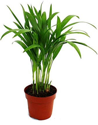 Exotenherz - Areca - Chrysalidocarpus lutescens - Goldfruchtpalme im 12cm Topf