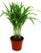 Exotenherz - Areca - Chrysalidocarpus lutescens - Goldfruchtpalme im 12cm Topf