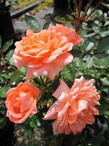 Zwergrose Flower Power® - Rosa Flower Power® - Fryer-Rose