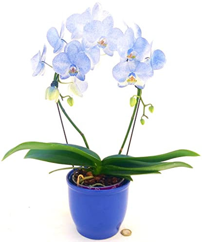 POWERS TO FLOWERS - ORCHIDEA PHALAENOPSIS BLU AD ARCO IN VASO CERAMICA, VASO 13CM, Pianta Vera
