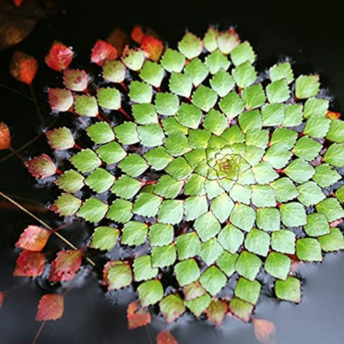 Rotyroya 20 Stück Aquariumpflanze Ludwigia Sedioides Samen, Garten-Aquarium-Dekor Ludwigia Sedioides-Samen