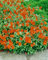 Helianthemum x cult. 'Watergate Orange' ca. 9x9 cm Topf - Sonnenröschen, leuchtend orange Blüten, Blütezeit Mai-August, ideal für Steingärten, pflegeleicht und trockenheitsresistent