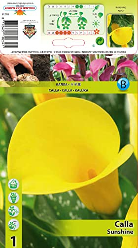 Calla/Zantedeschia  Sunshine  1 Blumenzwiebel/Knolle
