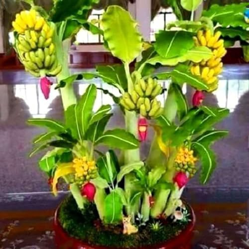 PERZOE 300 Stück/Beutel Zwerg-Bananenbaum-Samen, schnell wachsende, essbare, fruchtbare, geschmackvolle, nahrhafte Mini-Bananenbaum-Samen für den Garten Gelb