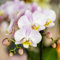 Orchidea rosa - Portogallo - Phalaenopsis - 25-45cm - Ø9cm - Pianta d'appartamento - Pianta da appartamento fiorita - Orchidee