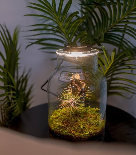 Terrario Plantas de Aire Jardín Eterno MAKU Vidrio Transparente Tapa con Foco LED | Kit Jardin en Botella Todo Incluido Plantas de Aire Naturales en Raiz de Olivo,27cm x 17 cm