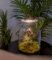 Terrario Plantas de Aire Jardín Eterno MAKU Vidrio Transparente Tapa con Foco LED | Kit Jardin en Botella Todo Incluido Plantas de Aire Naturales en Raiz de Olivo,27cm x 17 cm