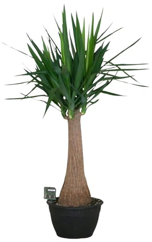 Fresh Plants - Élégance du Yucca géant - Plante d'intérieur exquise avec pot Ø 30 cm et hauteur 120 cm