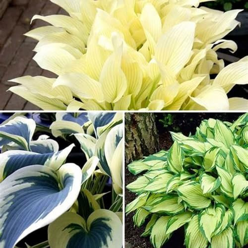 Hosta bulbo,hosta planta,Hosta pianta in vaso,Herbáceas Perennes,bulbo Di Hosta,Hosta,Rizoma Hosta,Hosta pianta,Rizoma de hosta,hosta Rizoma,hosta pianta,embellecer el ambiente.-15bulbos-A