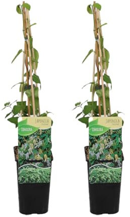 Bloomique - 2er-Set - Lonicera Heckrottii Halliana - Japanisches Geißblatt - Weiß, Gelb - Kletterpflanzen - Gartenpflanzen - Winterhart - Topf 15 cm - 70-80 cm hoch
