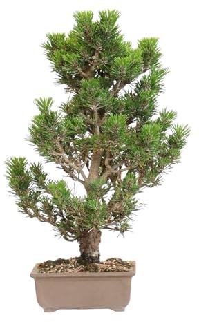 KENTIS - Bonsái Pinus Thunbergii Kotobuki Cultivado en Japón - Pino Negro- Planta Real de Exterior - Maceta de Cerámica de 15 cm