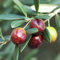 Olivenbaum Samen Winterschutz Bonsai Baum Obst Frisch Balkonpflanzen Olivenbaum Winterhart MehrjäHrig Pflanzensamen Exotische Pflanzen Baumsamen Geschenke FüR Gartenfreunde 3 Olive Tree Saatgut