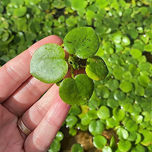 AquaPlants American Frogbit - Limnobium spongia - 3 Plants - Live Floating Aquarium Plant