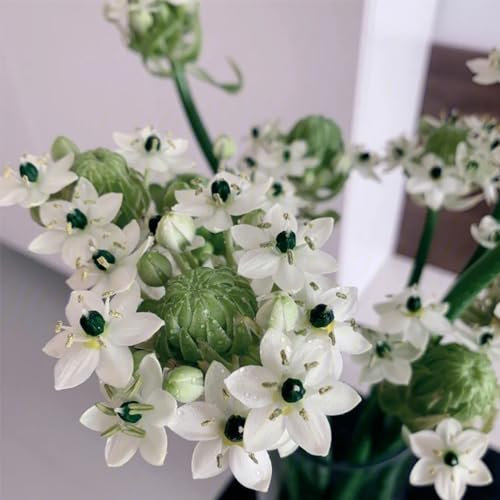 50 Pcs Ornithogalum Umbellatum Samen, Wildblumensamen Nachhaltige Geschenke Für Frauen Exotische Pflanzen Samen, Winterharte Blumen Bodendecker Winterhart Mehrjährig, Blumen Samen