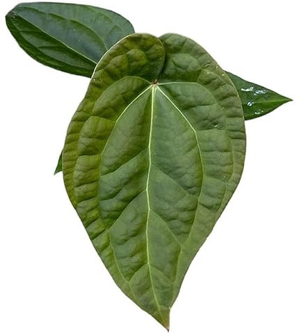 Anthurium Crystallinum X Luxurians - Flamingoblume - Zimmerpflanze - Ø10,5cm - ↑15cm