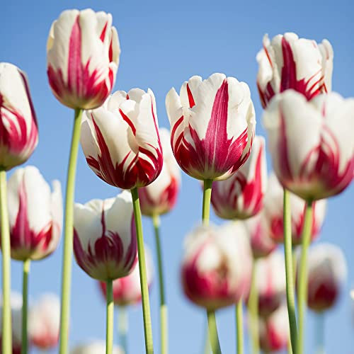 XHLKD-Y Tulpenzwiebeln Winterhart MehrjäHrig Blumenzwiebeln Blumensamen Exotische Rot Weiß Tulpen Blumen Zierlauch Zwiebeln Balkonpflanzen Blumenzwiebelpflanzer Wildblumensamen Bienenwiese 10 StüCk