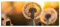 Pixxprint Glasbild Panorama, Wandbild aus Echtglas, Pusteblume, 120x50 cm, inkl. Aufhängung und Abstandshalter