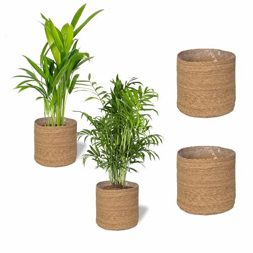 SMPLY. Pack de 2 Palmeras Naturales de Interior + Maceta Gamo: Areca + Chamaedorea Maceta Ø13 - Alto 30-40 cm + Incluye 2 Macetas Gamo Ø15 cm