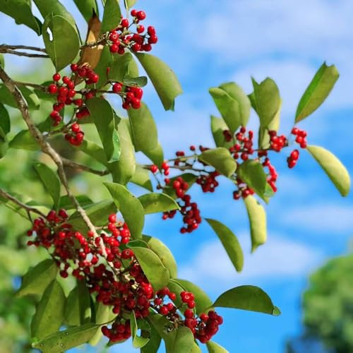 20 pcs stechpalme Samen gartenpflanzen exotische samen,Ilex aquifolium, steingartenpflanzen winterhart exotische zimmerpflanzen samen garten geschenke für männer garten samen deko