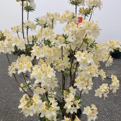 rhododendron pflanze samen, azalee samen - winterharte pflanzen für den garten (Rhododendron) stauden blumengarten blumen deko bienenweide winterharte pflanzen für balkon 200pcs
