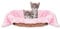 Bestlivings Haustierdecke Katzendecke Kuscheldecke Tierdecke, angenehm und super weich in vielen erhältlich (70x100 cm/rosa - babyrose)