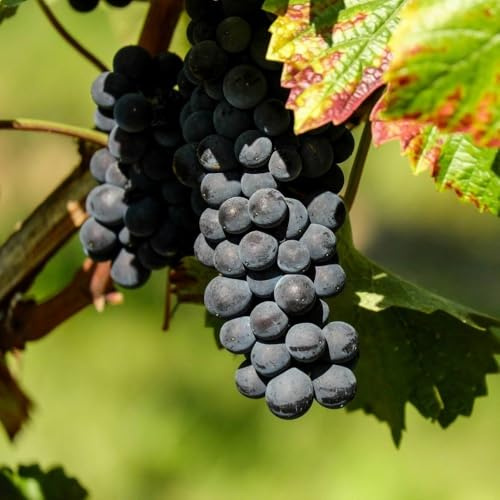 PIANTA DA FRUTTO UVA FRAGOLA NERA in vaso età 2/3 anni