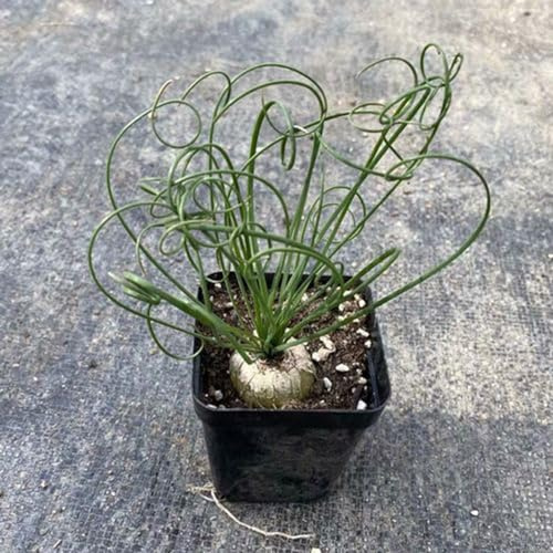 Albuca Spiralis - steingartenpflanzen minigarten nachhaltige 10samen