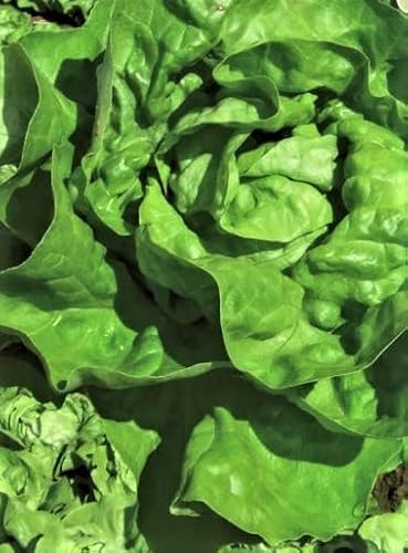 Treibkopfsalat Samen Kopfsalat Analena Lausfrei Grüner Salat Ganzjährig Gemüse Saatgut Garten Hochbeet Salatsamen ca 100 Korn AlexLand