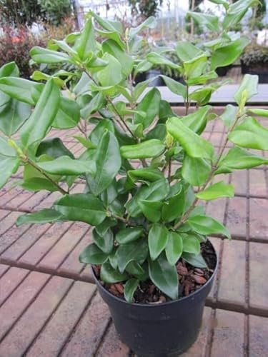 Japanischer Liguster Texanum - Ligustrum japonicum Texanum - 30-40cm