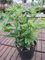 Japanischer Liguster Texanum - Ligustrum japonicum Texanum - 30-40cm