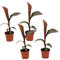 Plant in a Box - Musa ensete Maurelli - Set de 4 - Bananier rouge d'Abyssinie - Pot 9cm - Hauteur 20-30cm