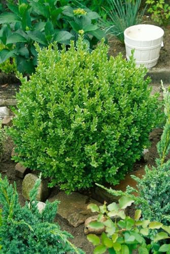 Buxus sempervirens 'Suffruticosa' 13 cm Topf – Immergrün, Winterhart, Mehrjährig – Buchsbaum – Heckenpflanze für Garten & Beeteinfassung