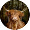Pro-Art Glasbild Highland Cattle VI, rund 20 cm