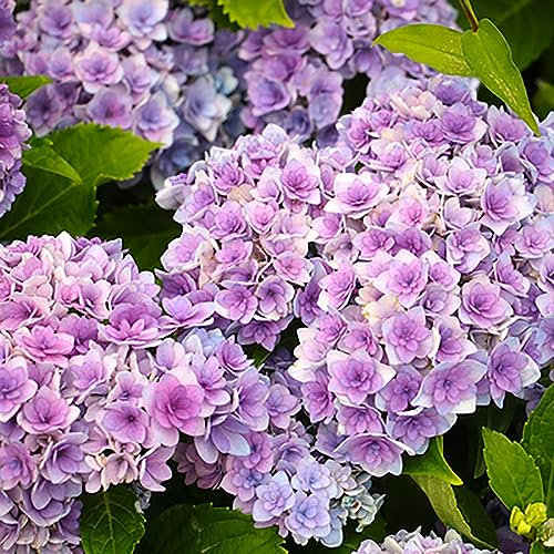 PERZOE 50 semi di fiori di piante ornamentali di ortensia, giardino, cortile, patio, bonsai Blu Ortensia