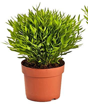Zimmerbammbus, (Pogonatherum Monica), pflegeleichte asiatische Zimmerpflanze (1 Pflanze, im 12cm Topf)