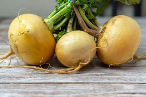 1000 Samen Gelbe Speiserübe Samen, Sorte Golden Ball, Brassica rapa, Rübensamen, Gemüse