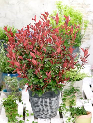 [x1] Photinia Carre Rouge | Red Robin | Evergreen Shrubs | Vibrant Red Foliage