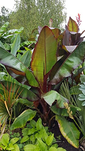 Musa maurelii/Ensete ventricosum - Bananier d'Abyssinie rouge/Conteneur de 5 à 6 litres/Sans feuilles en Hiver/Plante caduque