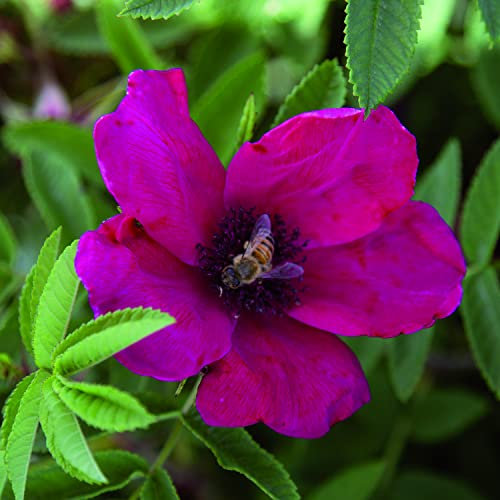 Strandperle Norderney®, rosa viva rugosa di Rose Barni®, rosa in vaso antica rifiorente, con ricca e profumata fioritura a fiore semplice di colore rosso porpora con stami viola, cod. 75266.
