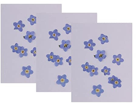 30 Stück gepresste Vergissmeinnicht echte getrocknete Blumen Verzierungen zum Basteln DIY Nail Art Schmuckherstellung DIY Anhänger Charms Praktisches Design und Langlebig