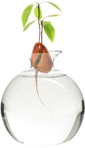 Avocado -Vase Clear High Borosilicate Glass Avocado Samen Starter Vase, wiederverwendbar