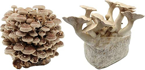 Bio Pilzzucht Set Kräuterseitling & Shiitake – Pilze selber züchten zuhause – Indoor Pilzzucht – Pilzmännchen