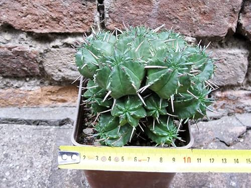 Euphorbia pillansii-Hybride. 12 cm, Kaktus, Sukkulente