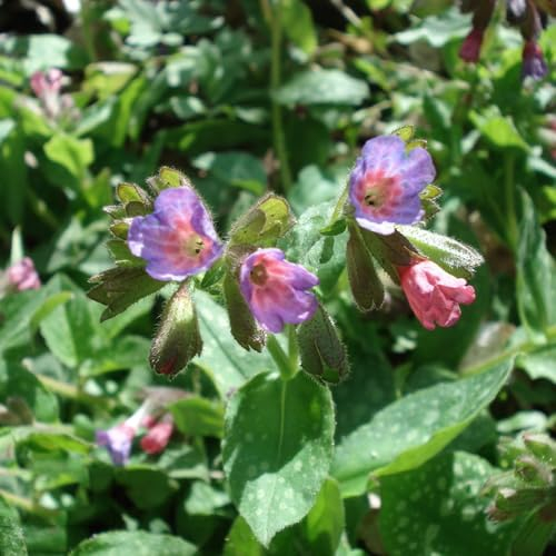 200 pcs lungenkraut bio samen - garten pflanzen blumendeko,Pulmonaria rubra, deko büro seeds balkon beet bienenweide saatgut gastgeschenk blumensamen balkon blumen pflanzenkübel balkonblumen