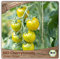 Samenliebe BIO Cherrytomaten Samen alte Sorte Green Grape Cocktailtomate Tomate grün gelb 10 Samen samenfestes Gemüse Saatgut für Gewächshaus Freiland und Balkon BIO Gemüsesamen