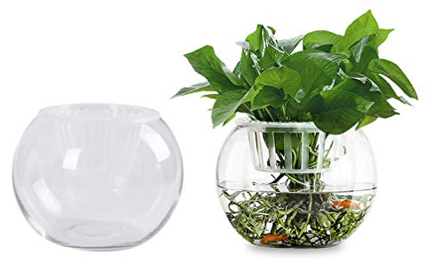 Jardinière en Verre Conteneurs De Plantes à De Fleurs pour Plantes D'intérieur Mur Végétal Décoration De Table De Salle à Manger Un Verre Vase Bambou Chanceux Grèce
