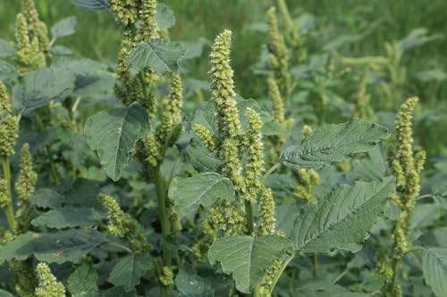 Zurückgekrümmter Fuchsschwanz oder Amaranth (Amaranthus retroflexus) Samen. (2000 Samen = 1,0g)