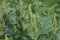 Zurückgekrümmter Fuchsschwanz oder Amaranth (Amaranthus retroflexus) Samen. (2000 Samen = 1,0g)