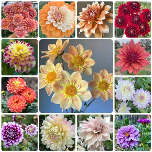 150 Pcs Dahlien Samen Winterhart, Wildblumensamen, Nachhaltige Geschenke Für Frauen (Dahlia Pinnata) Wildflower, Gartendeko Für Draußen, Blumendeko Schnittblumen Samen, Bio Saatgut